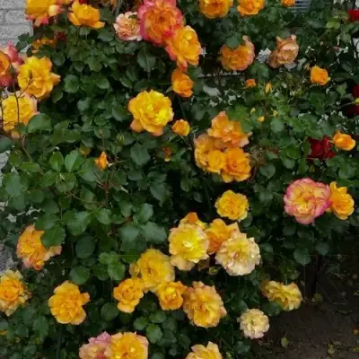 Роза САХАРА плетистая в Волковыске