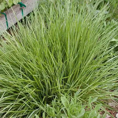 Вейник АВАЛАНШ остроцветковый в Волковыске