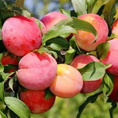 Слива ФАВОРИТЕ ДЕ СУЛТАНО в Волковыске