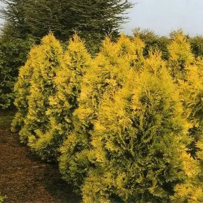 Туя ЕВРОПА ГОЛД западная в Волковыске