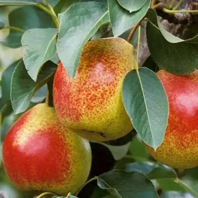 груша Горная Красавица