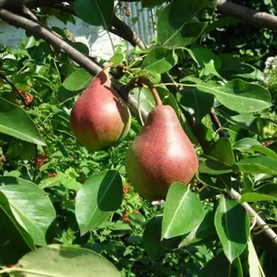Груша РУМЯНАЯ КЕДРИНА в Волковыске