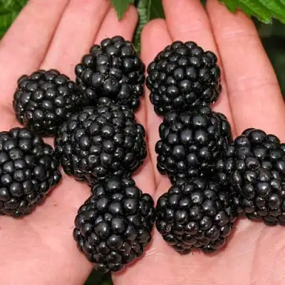 Ежевика ДЖАМБО бесшипная  в Волковыске