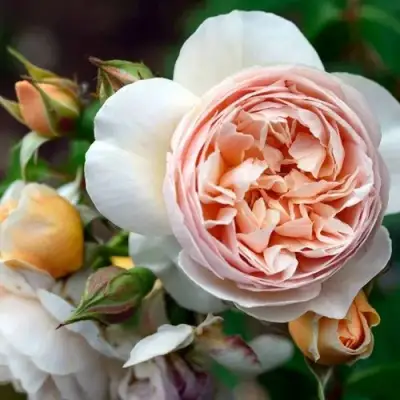 Роза ДЖУЛЬЕТТА английская в Волковыске