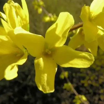 Форзиция ФОРЧУНА в Волковыске