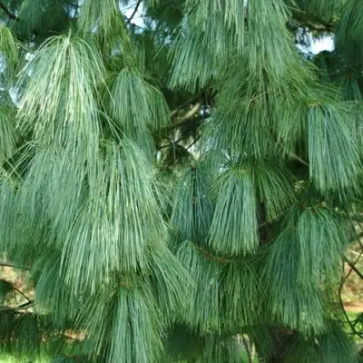 Сосна гриффита в Волковыске