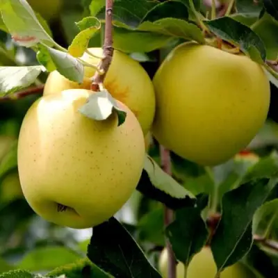 Яблоня ГОЛДЕН ВЛАДИМИРСКИЙ в Волковыске