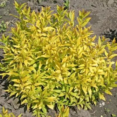 Бирючина АУРЕА обыкновенная в Волковыске