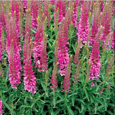 Вероника РОНИКА ФУКСИЯ в Волковыске