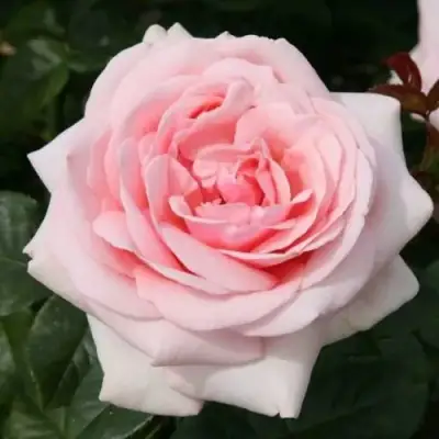 саженцы розы Афродита