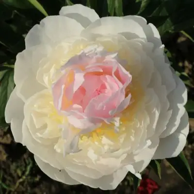 Пион БЛАШ КВИН травянистый в Волковыске