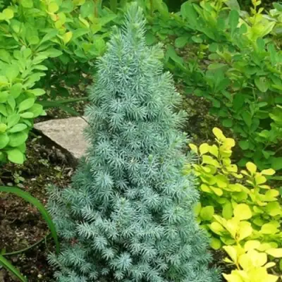 Ель КОНИКА сизая в Волковыске