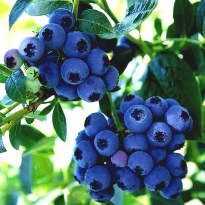 Голубика РЕКА в Волковыске