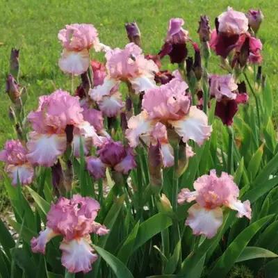 Ирис БЛАШИНГ ПИНК бородатый в Волковыске