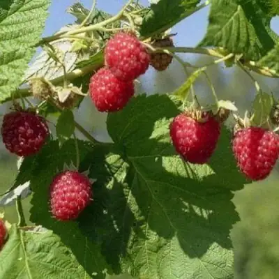 Малина КОЛОКОЛЬЧИК в Волковыске
