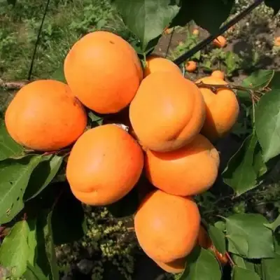 Абрикос ХАРГРАНД в Волковыске
