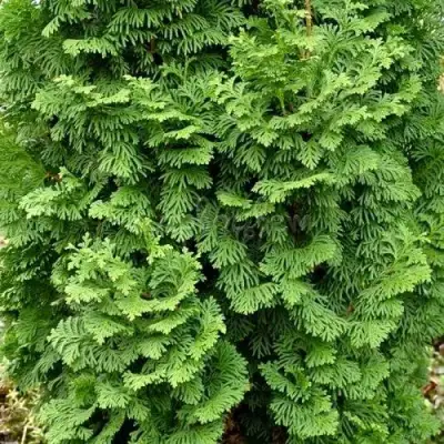 Туя СПИРАЛИС МИНИ западная в Волковыске