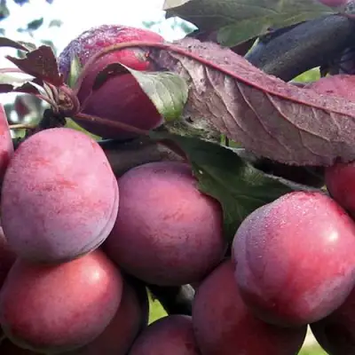 Слива ПАННА в Волковыске