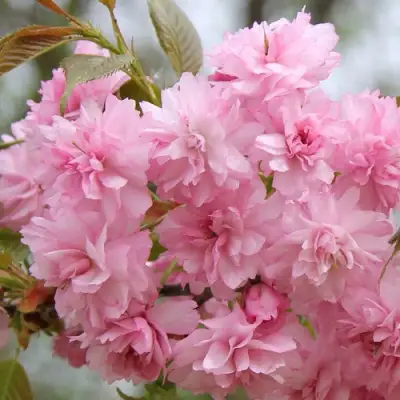 Сакура РОЗЕА ПЛЕНА в Волковыске