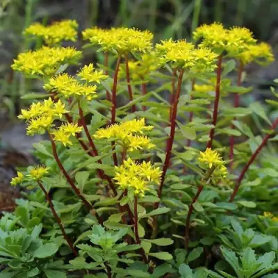 Очиток (седум) ИММЕРГРЮНХЕН в Волковыске