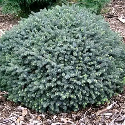 Ель ЭХИНИФОРМИС сизая в Волковыске