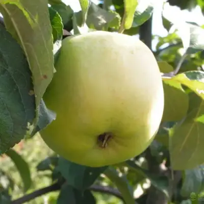 Яблоня АНТОНОВКА ОБЫКНОВЕННАЯ в Волковыске