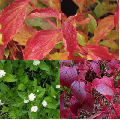 Комплект СЕВЕРНОЕ СИЯНИЕ в Волковыске