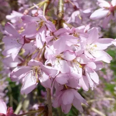 Сакура ПЕНДУЛА РУБРА в Волковыске