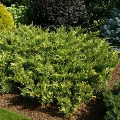 Можжевельник ВАРИЕГАТА казацкий  в Волковыске