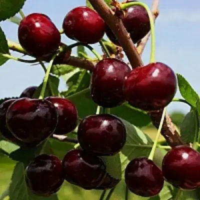 Вишня РОВЕСНИЦА в Волковыске