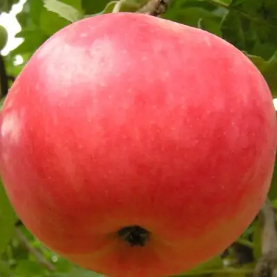 Яблоня СУЙСЛЕПСКОЕ (МАЛИНОВКА) в Волковыске