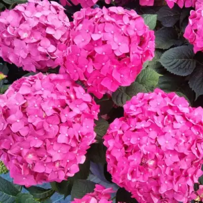 Гортензия ЭНДЛЕСС САММЕР ЛАВ крупнолистная в Волковыске