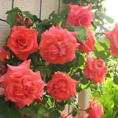 Роза ДИ ДИ БРИДЖУОТЕР плетистая в Волковыске