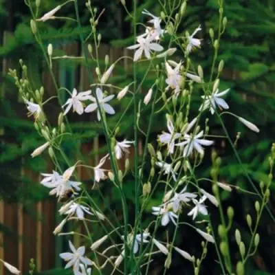 Венечник ветвистый в Волковыске