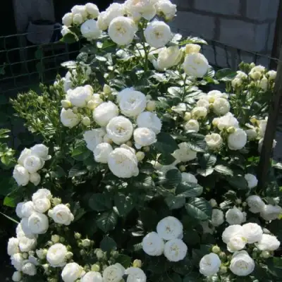 Роза АРТЕМИС шраб в Волковыске