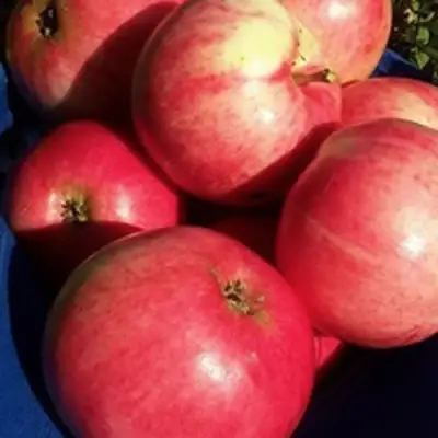 Яблоня СУЙСЛЕПСКОЕ (МАЛИНОВКА) в Волковыске