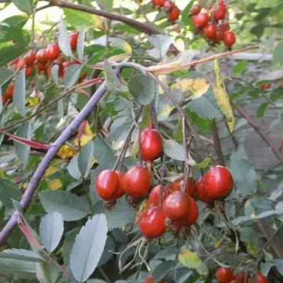 Роза сизая в Волковыске