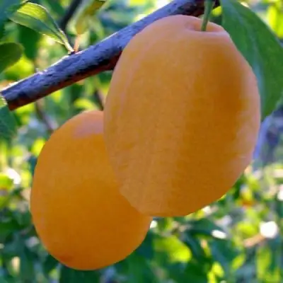 Слива НАТАША в Волковыске