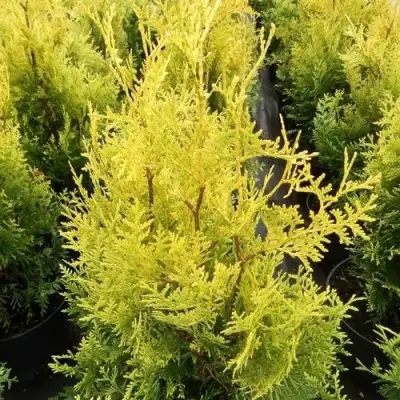 Туя ГОЛДЕН БРАБАНТ западная в Волковыске