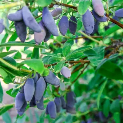 Жимолость съедобная БЛЮ БАНАНА (ГОЛУБОЙ БАНАН) в Волковыске