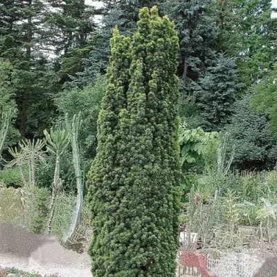 Тис ФАСТИГИАТА РОБУСТА  ягодный  в Волковыске