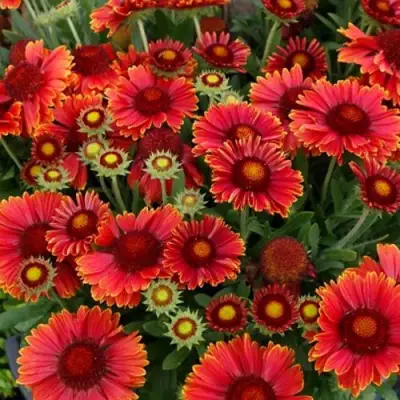 Гайлардия АРИЗОНА РЕД ШЕЙДС в Волковыске