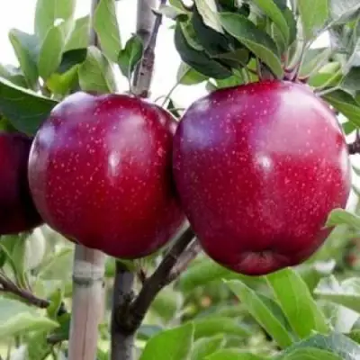 Яблоня РЕД ДЕЛИШЕС в Волковыске