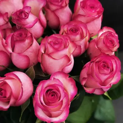 Роза КАРУСЕЛЬ чайно-гибридная в Волковыске