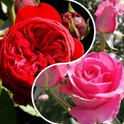 Комплект РОМАНТИЧЕСКИЙ БУКЕТ в Волковыске