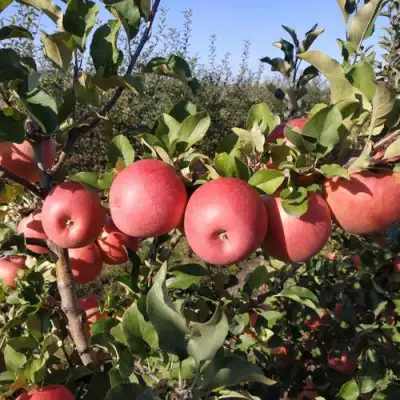 Яблоня ЧЕМПИОН РЕНО в Волковыске
