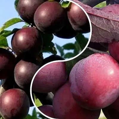 Комплект ИЗЮМИНКА САДА в Волковыске