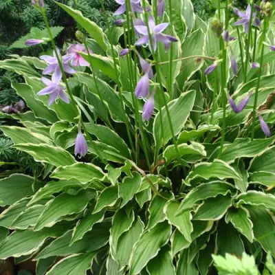 Хоста СТИЛЕТТО гибридная в Волковыске