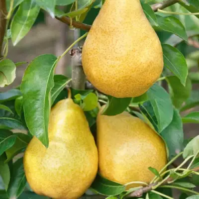 Груша ДЮШЕС ЛЕТНИЙ в Волковыске