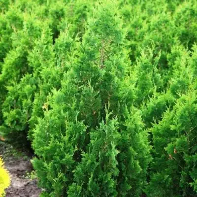 Туя СПИРАЛИС западная в Волковыске